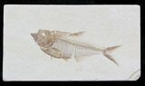 Very Detailed Diplomystus Fossil Fish - Wyoming #32796-1